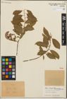 Foto von Salix iliensis Regel
